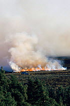 Controlled burning of heather moorland, Peak District NP, Derbyshire UK
