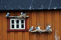 Kittiwakes nesting on harbour building {Rissa tridactyla} Vardo, Norway