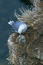 Kittiwake at nest with chicks {Rissa tridactyla} Ekkeroy, Norway