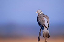 Wood pigeon perched {Columba palumbus} Hampshire, UK