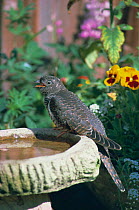 European cuckoo juvenile at bird bath {Cuculus canorus} UK