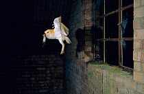 Barn owl with wood mouse prey entering barn {Tyto alba} UK