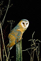 Barn owl, darker continental form {Tyto alba} captive UK
