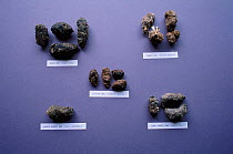 Regurgitated Pellets of Barn owl, Tawny owl, Short eared owl, Long eared owl and Little owl side-by-side for comparison