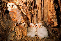 Barn owl female with three chicks in nest in tree {Tyto alba} UK