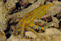 Pacific blue ring octopus {Hapalochlaena maculosa} Indo Pacific