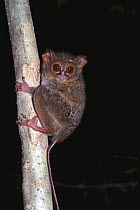 Spectral tarsier {Tarsius tarsier / spectrum / fuscus} Sulawesi, Indonesia world's smallest primate endemic