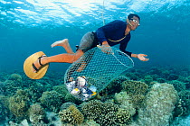 Fisherman collecting fish killed by dynamite explosion on coral reef Philippines 2000