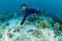 Fisherman collecting dynamited fish on coral reef, Philippines 2000