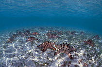Sea stars on seabed with sea grass. Indo pacific