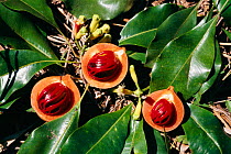 Nutmeg and cloves fresh from the tree {Myristica fragrans} Sulawesi, Indonesia - Sangihe talaud islands