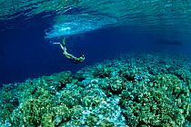 Person snorkelling over coral reef, Indo-Pacific