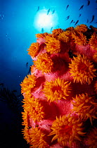 Tube coral, polyps open {Tubastraea sp} Indo Pacific