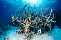 Staghorn coral {Acropora sp} Great barrier reef, Australia Queensland