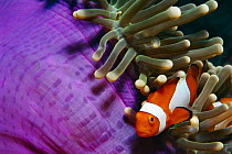 False clown anemonefish in anemone tentacles {Amphiprion ocellaris} Indo Pacific