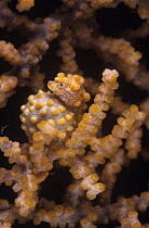 Pregnant Pygmy seahorse (Hippocampus bargibanti) camouflaged in fan coral, Indo-pacific