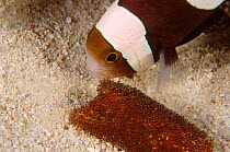 Saddleback anemonefish caring for its eggs {Amphiprion polymnus} Indo Pacific