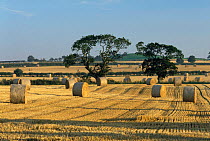 Oak tree and straw bales on farmland, Warenford, Northumberland, UK summer