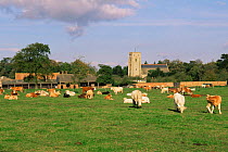 Cattle in a field with Docking Church behind, Norfolk UK