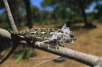 European chameleon (Chamaeleo chamaeleon) shedding skin, Spain