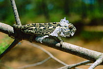 European chameleon shedding skin {Chamaeleo chamaeleon} Spain