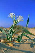 Sea daffodil {Pancratium maritimum} flowering on beach, Spain