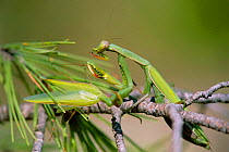 European praying mantis female eats male after mating. Spain {Mantis religiosa} Sequence 3 of 3. In some cases, the female will caniibalise before mating is finished! However, even a decapitated male...