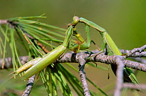 European praying mantis female eats male after mating. Spain {Mantis religiosa} Sequence 2 of 3