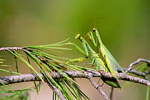 European praying mantis pair mating {Mantis religiosa} Spain. Sequence 1 of 3