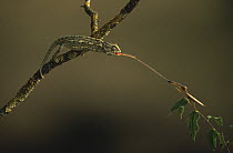 European chameleon (Chamaeleo chamaeleon) catching mantis with tongue, Spain. Sequence