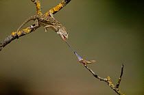 European chameleon (Chamaeleo chamaeleon) catches grasshoppper prey with tongue. Hunting sequence 2 of 2, Spain
