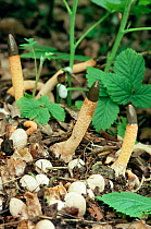 Dog stinkhorn fungus and unopened 'eggs' of fungus. {Mutinus caninus} UK.