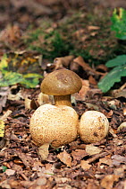Parasitic bolete fungus {Xerocomus parasiticus} UK. parasitic on Earthball fungus.