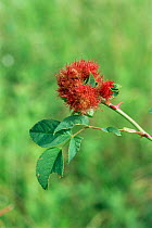 Pin cushion gall caused by Gall wasp {Diplolepis rosae} on wild dog rose, UK.