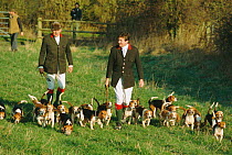 Wiltshire and Infantry Beagle pack with huntsmen, Wiltshire, U