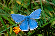 Adonis blue male butterfly {Polyommatus bellargus} Wiltshire, UK 2005 BRUNEL PROMOTIONS CALENDAR