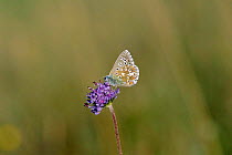 Adonis blue butterfly {Polyommatus bellargus} Wiltshire, UK