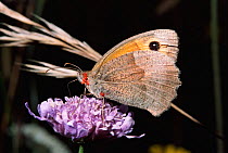 Meadow brown butterfly male {Maniola jurtina} Wiltshire, UK
