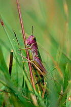 Meadow grasshopper {Chorthippus parallelus} Wiltshire, UK