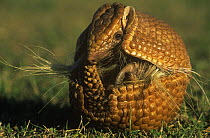 Brazilian three banded armadillo {Tolypeutes tricinctus} curled in protective ball, captive