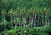 Tropical vegetation with palm trees, La Digue Island Seychelles, Indian Ocean