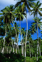 Coconut Plantation, La Digue Island, Seychelles, Indian Ocean