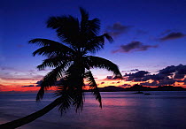 View towards Praslin Island at sunset with coconut palm tree silhouetted, La Digue Island, Seychelles, Indian Ocean