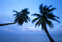 Palm trees  blowing in the wind, Mahe Island, Seychelles, Indian Ocean