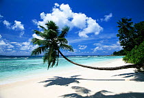 Anse Severe Beach and Palm tree, La Digue Island Seychelles, Indian Ocean