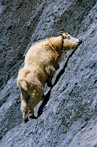 Mountain goat licks rock for mineral salts {Oreamnos americanus} Glacier NP, Montana