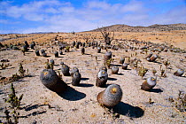 Barrel cacti pointing north for maximum surface exposure to the sun, Atacama desert, Pan de Azucar Park, Chile, South America