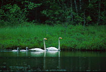 Whooper swan pair with two cygnets {Cygnus cygnus} Norway