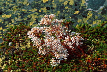 Northern livelong saxifrage {Saxifraga cotyledon} Norway