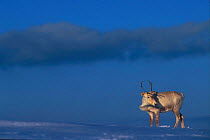 Reindeer in snowy landscape {Rangifer tarandus} Buskerud, Norway